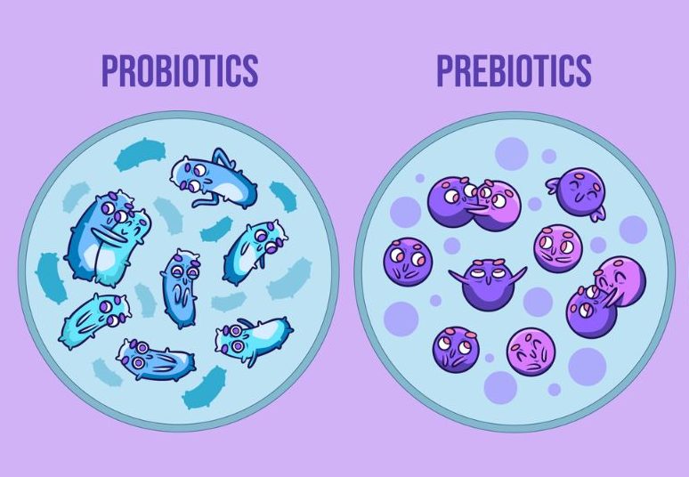 probiotic và prebiotic