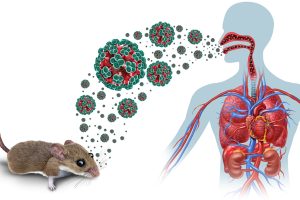 virus lây sang người